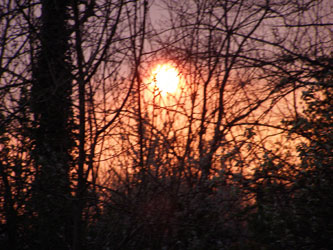 zon-door-bomen